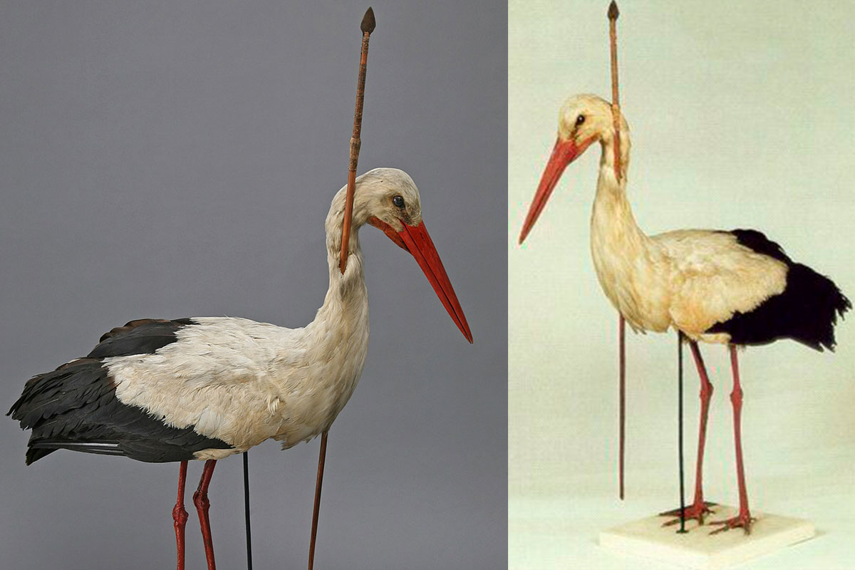 До 19 века европейцы не знали, куда птицы улетают на зиму - свежие новости на Toplenta по теме Факт