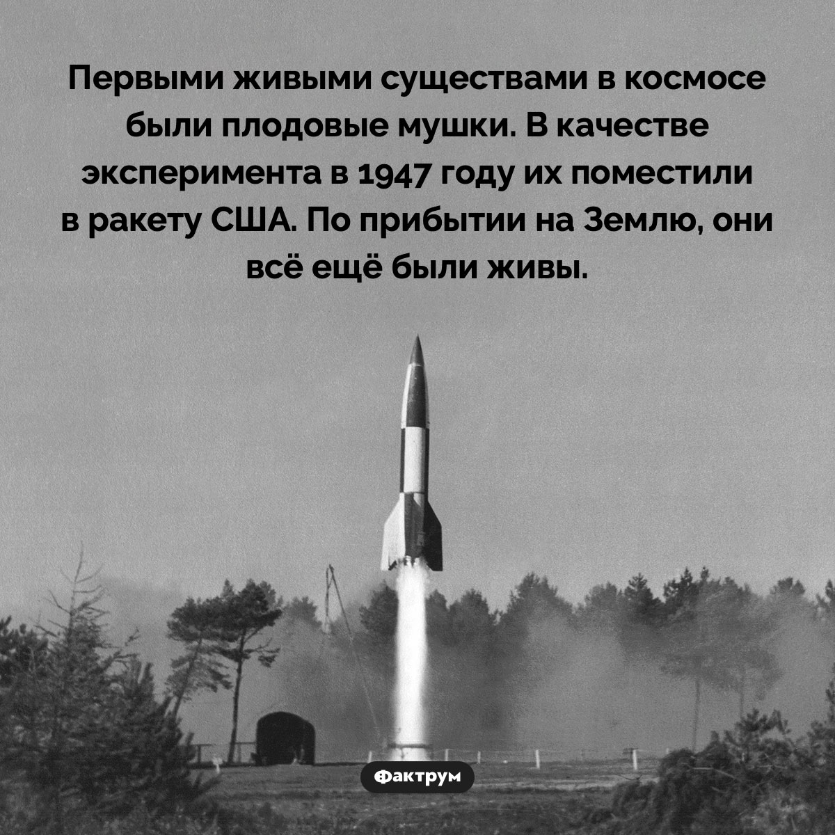 Первые живые существа в космосе - похожая новость на Toplenta