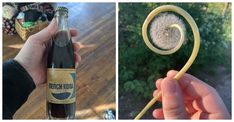 Жизнь полна сюрпризов! 22 неожиданные находки, которые вызвали массу эмоций - свежие новости на Toplenta по теме По