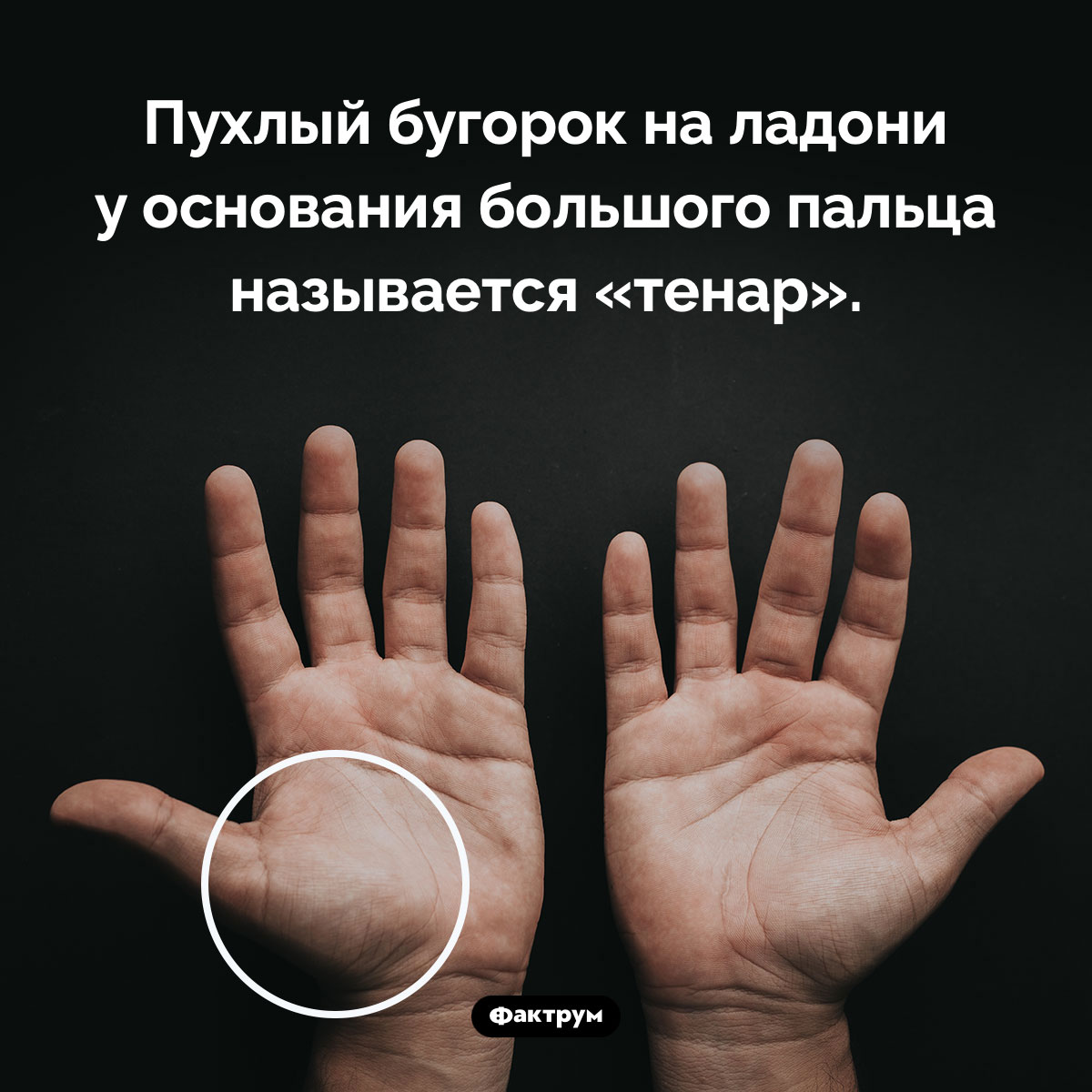 Как называется бугорок у основания большого пальца - свежие новости на Toplenta по теме Факты в картинках
