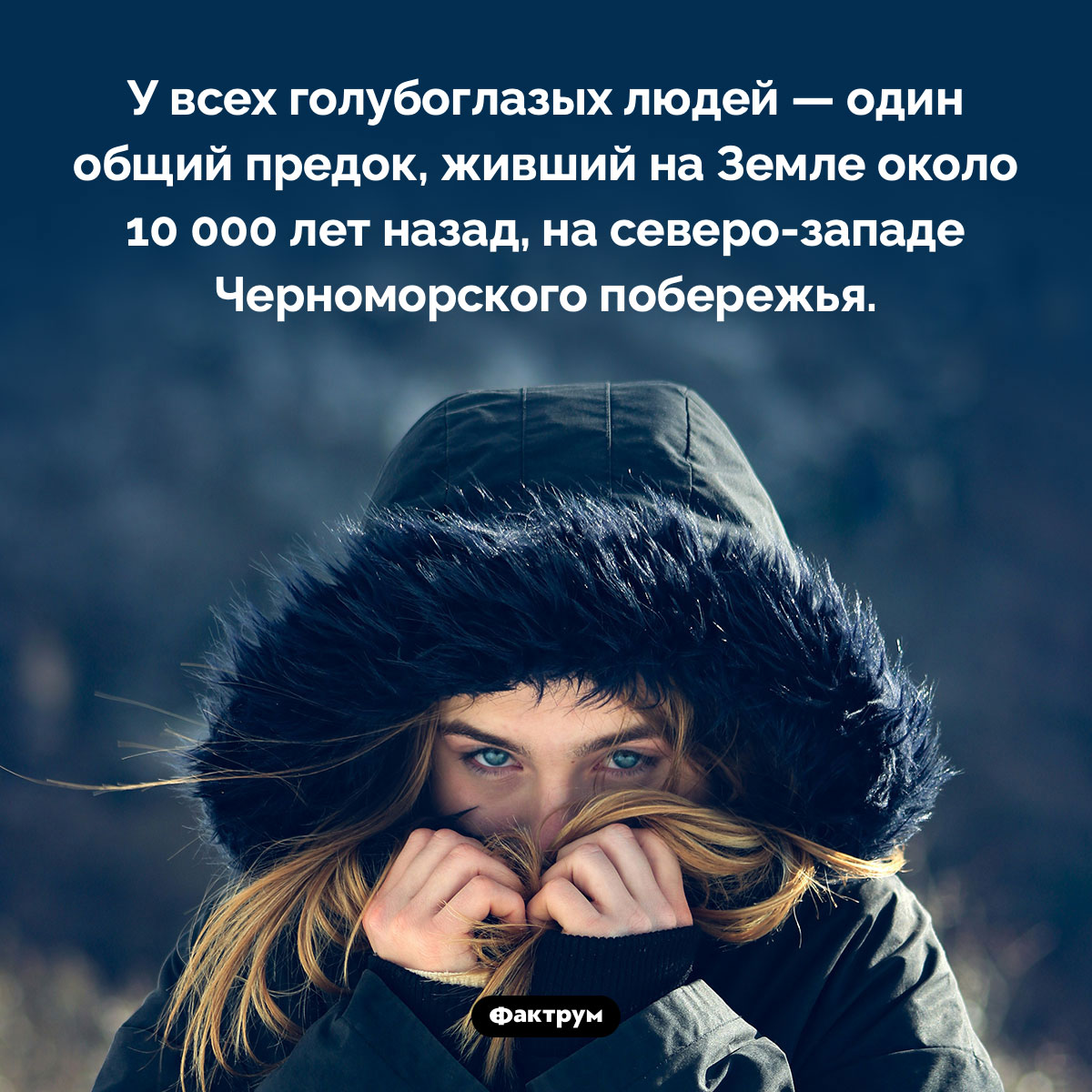 Общий предок голубоглазых людей - свежие новости на Toplenta по теме Наук