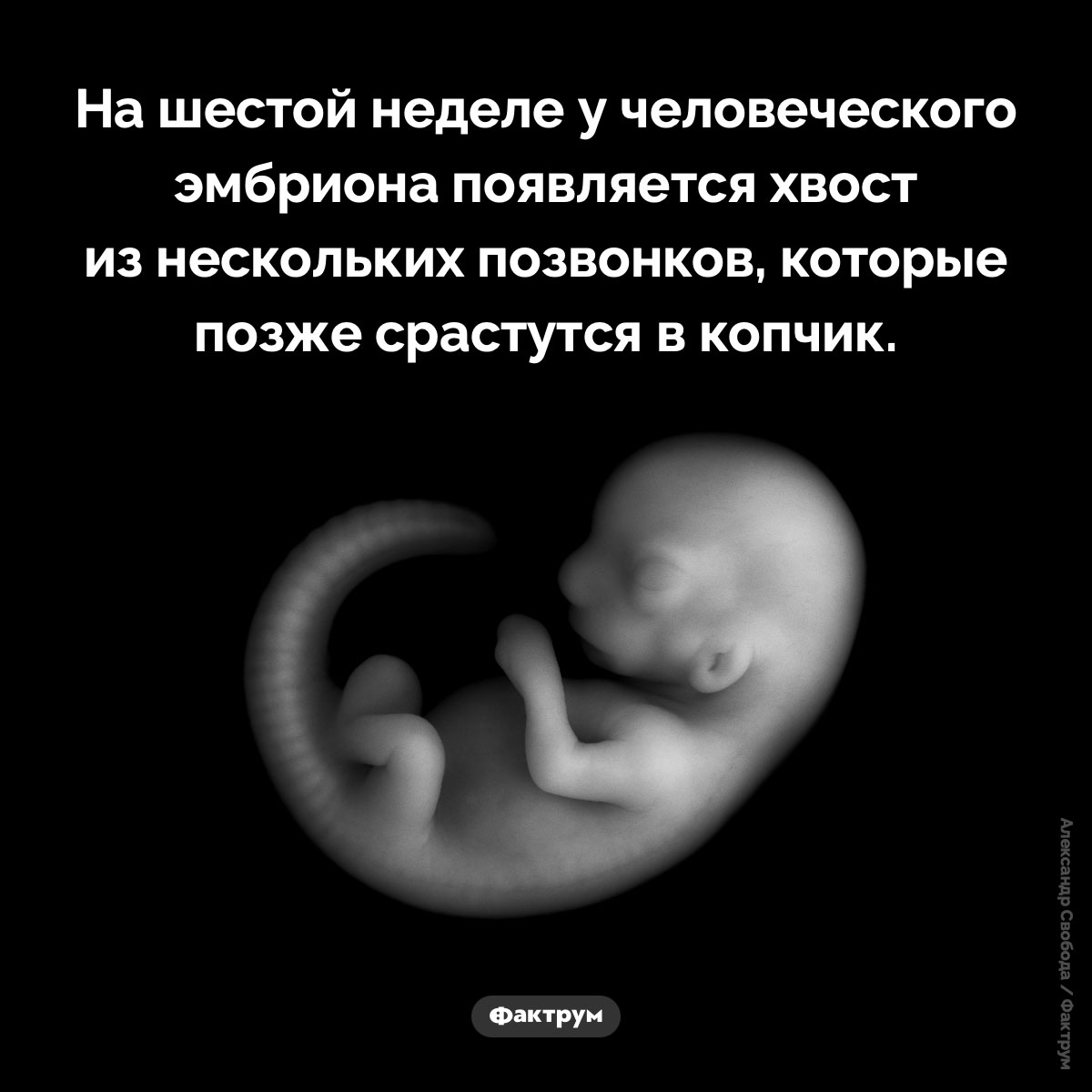 Человеческий хвост - свежие новости на Toplenta по теме Факты в картинках