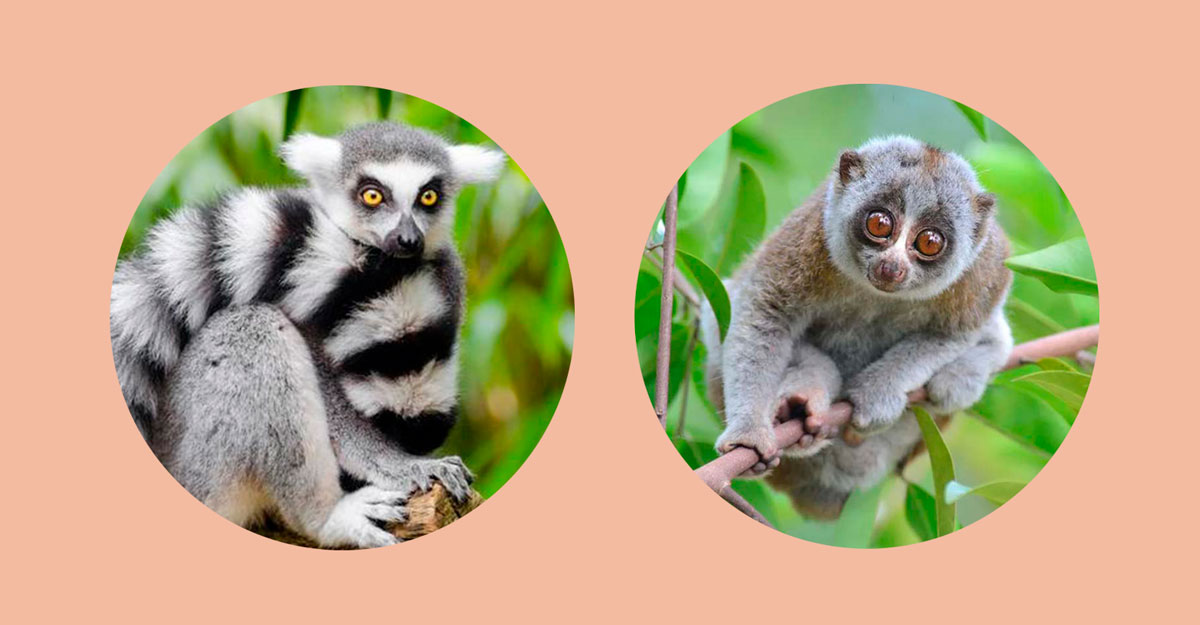 Затонувший континент Лемурия - свежие новости на Toplenta по теме Факт