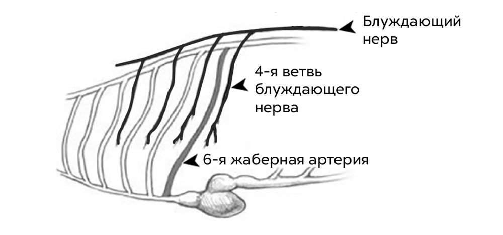 У всех нас есть нелогичный нерв - свежие новости на Toplenta по теме Наук
