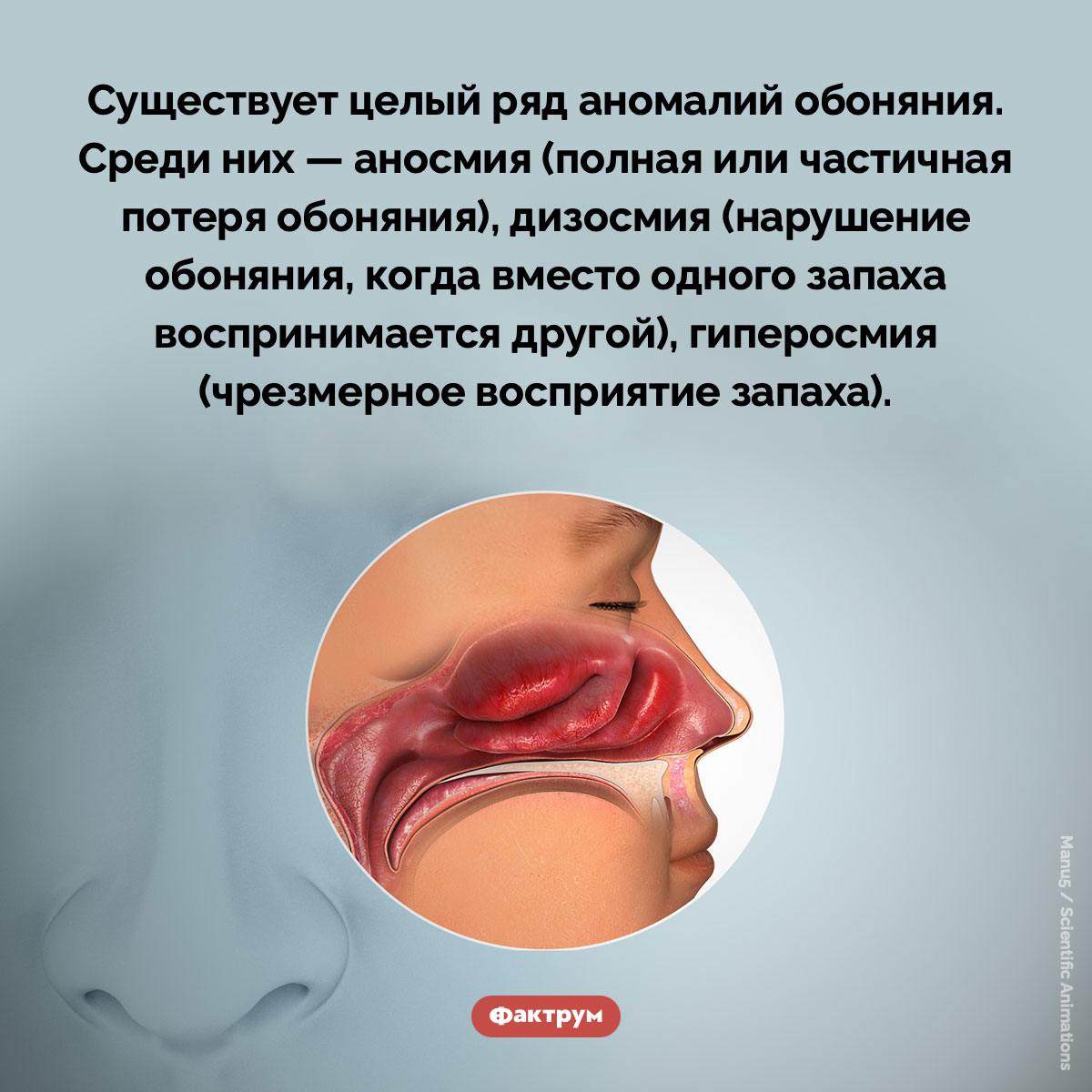 Аномалии обоняния - свежие новости на Toplenta по теме Факты в картинках