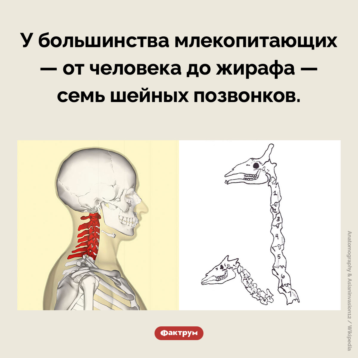 Шейные позвонки млекопитающих - свежие новости на Toplenta по теме Наук