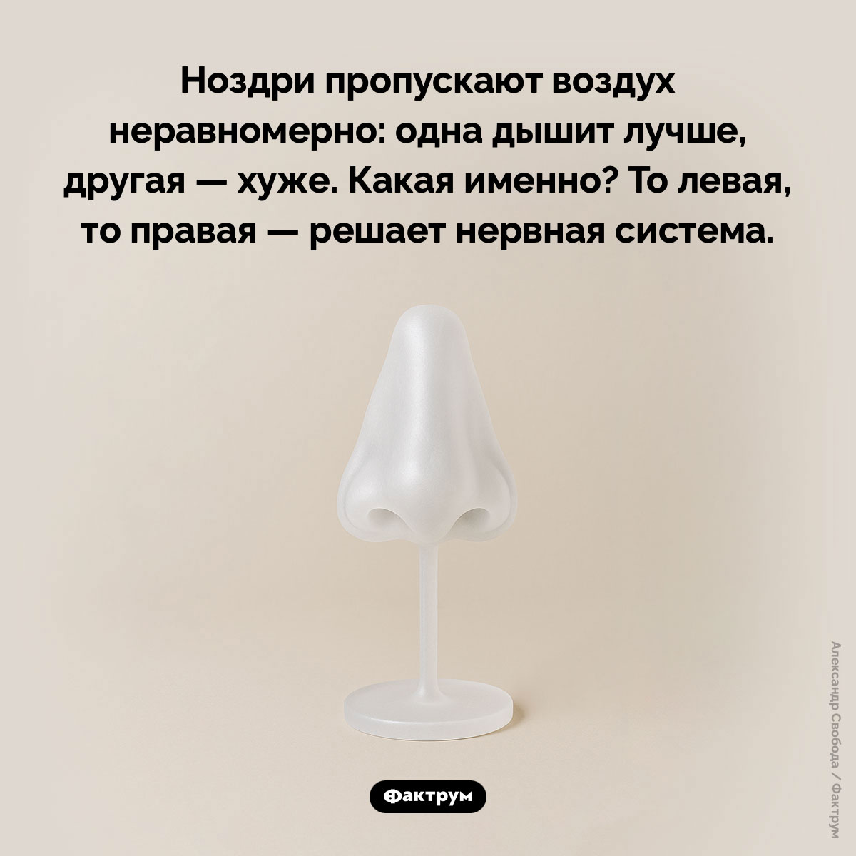 Одна ноздря дышит лучше - свежие новости на Toplenta по теме Факты в картинках