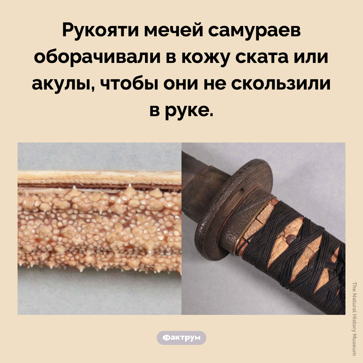 В Японии кожа ската использовалась для мечей - свежие новости на Toplenta по теме АМУР