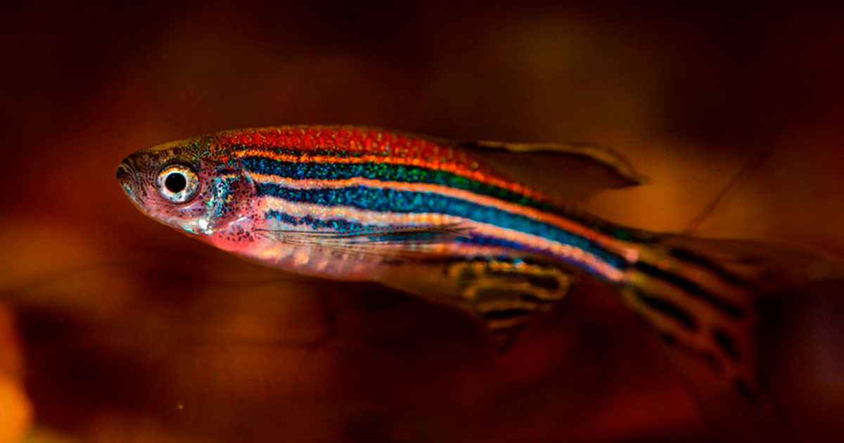 Рыбы могут впадать в депрессию - свежие новости на Toplenta по теме 01.07.2022