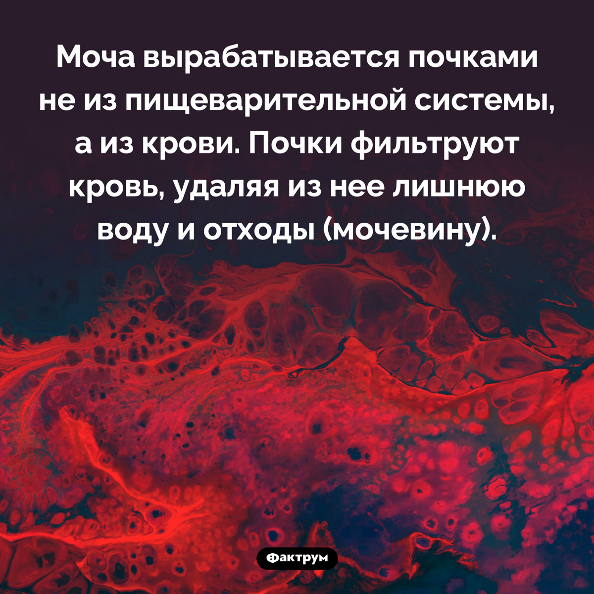 Моча вырабатывается из крови - свежие новости на Toplenta по теме Факты в картинках