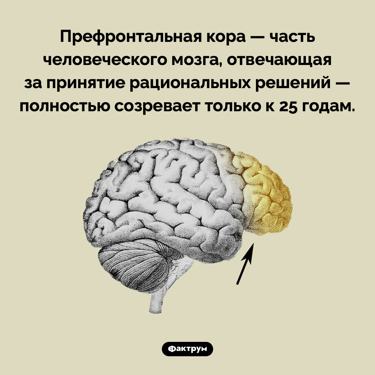 Префронтальная кора зреет долго - свежие новости на Toplenta по теме 22.01.2023