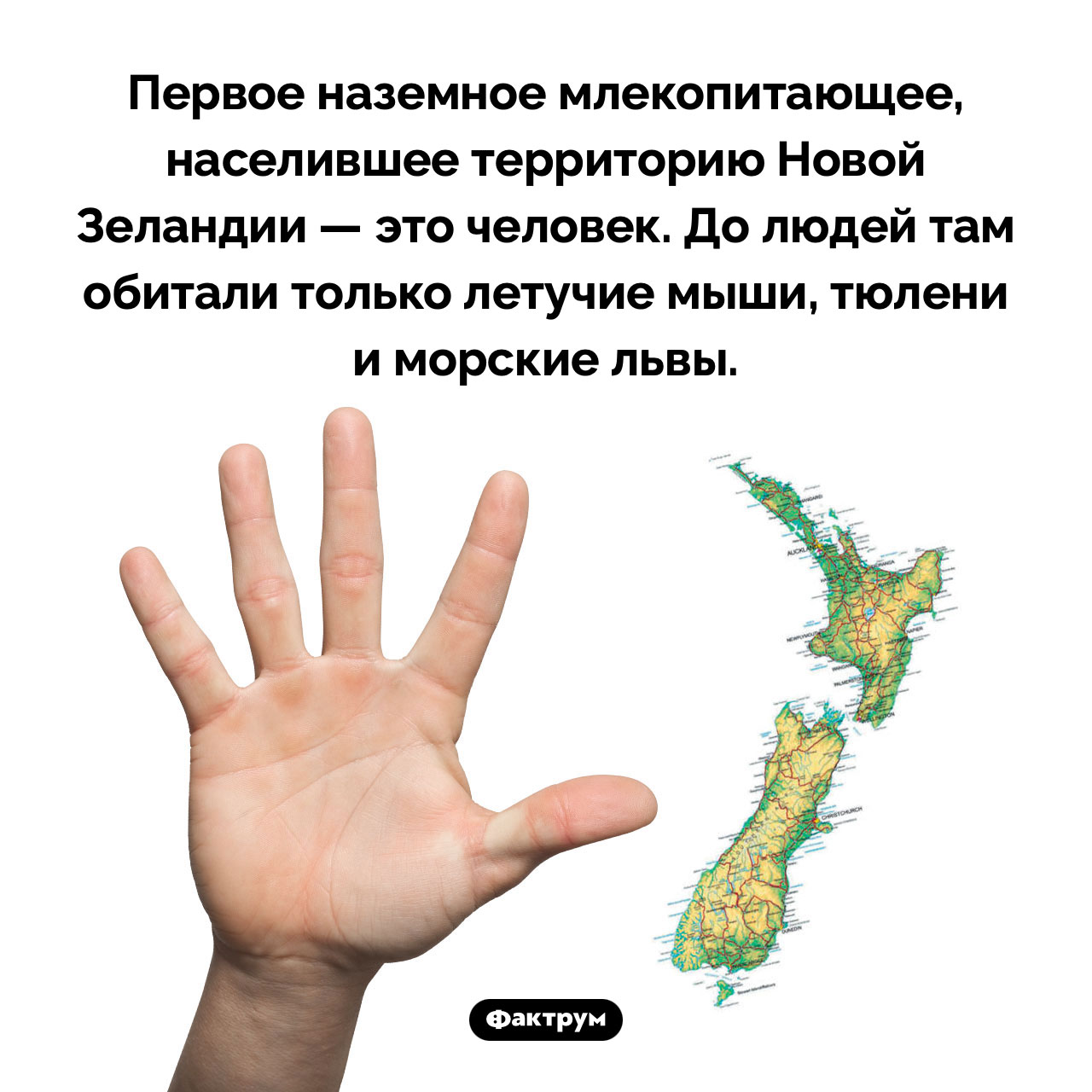 Первое наземное млекопитающее Новой Зеландии - свежие новости на Toplenta по теме Чел