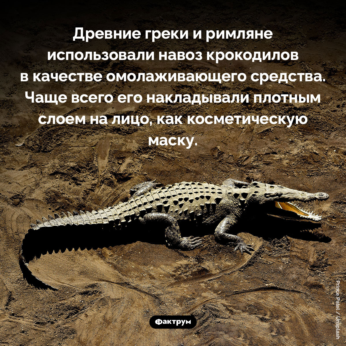 Навоз в качестве омолаживающего средства - свежие новости на Toplenta по теме Древний Рим