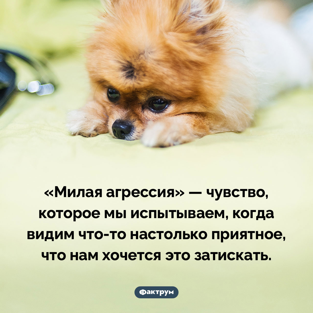 Что такое «милая агрессия» - свежие новости на Toplenta по теме термин