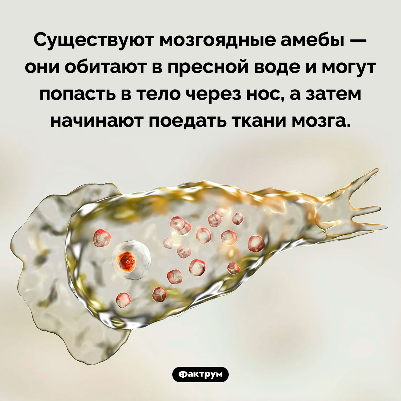 Мозгоядные амебы - свежие новости на Toplenta по теме паразит