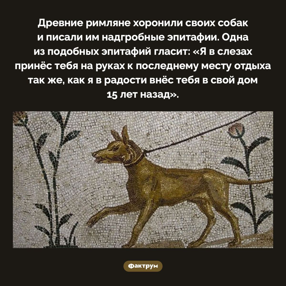 Древние римляне хоронили собак и писали им эпитафии - свежие новости на Toplenta по теме Древний Рим