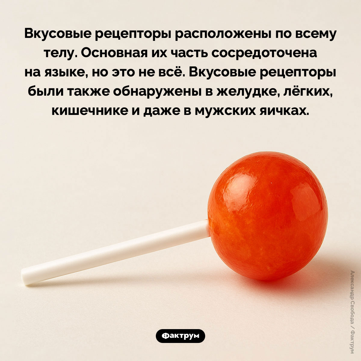 Вкусовые рецепторы - свежие новости на Toplenta по теме Факты в картинках