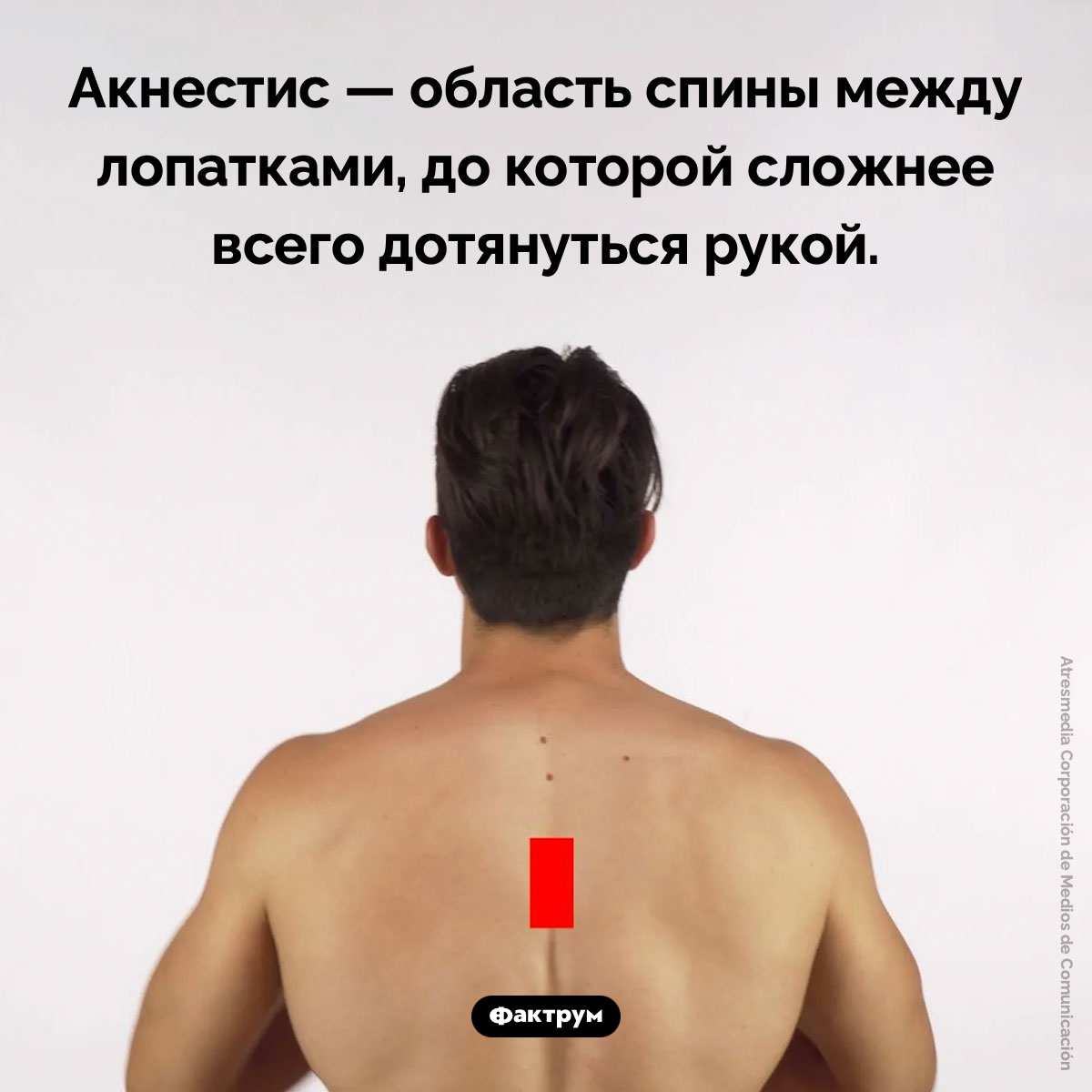 Место на спине, которое вам трудно почесать, называется «акнестис» - свежие новости на Toplenta по теме Факты в картинках