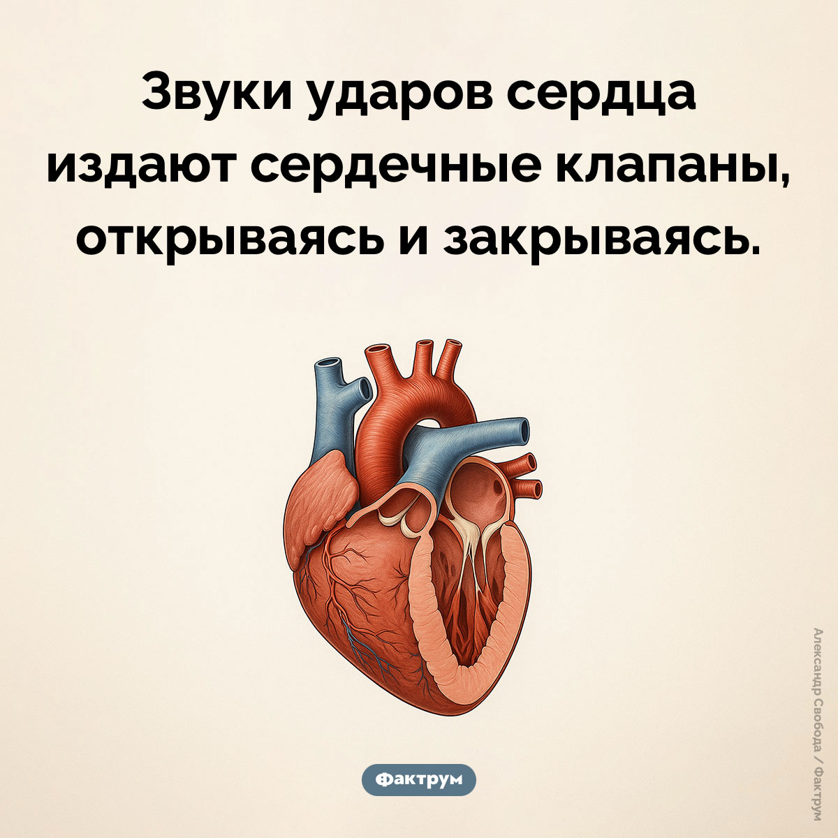 Стук средца - свежие новости на Toplenta