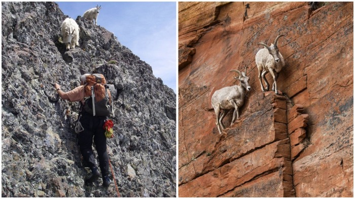 Почему козлики могут лазить по отвесным скалам и не падать - свежие новости на Toplenta по теме Рафаэль социальный