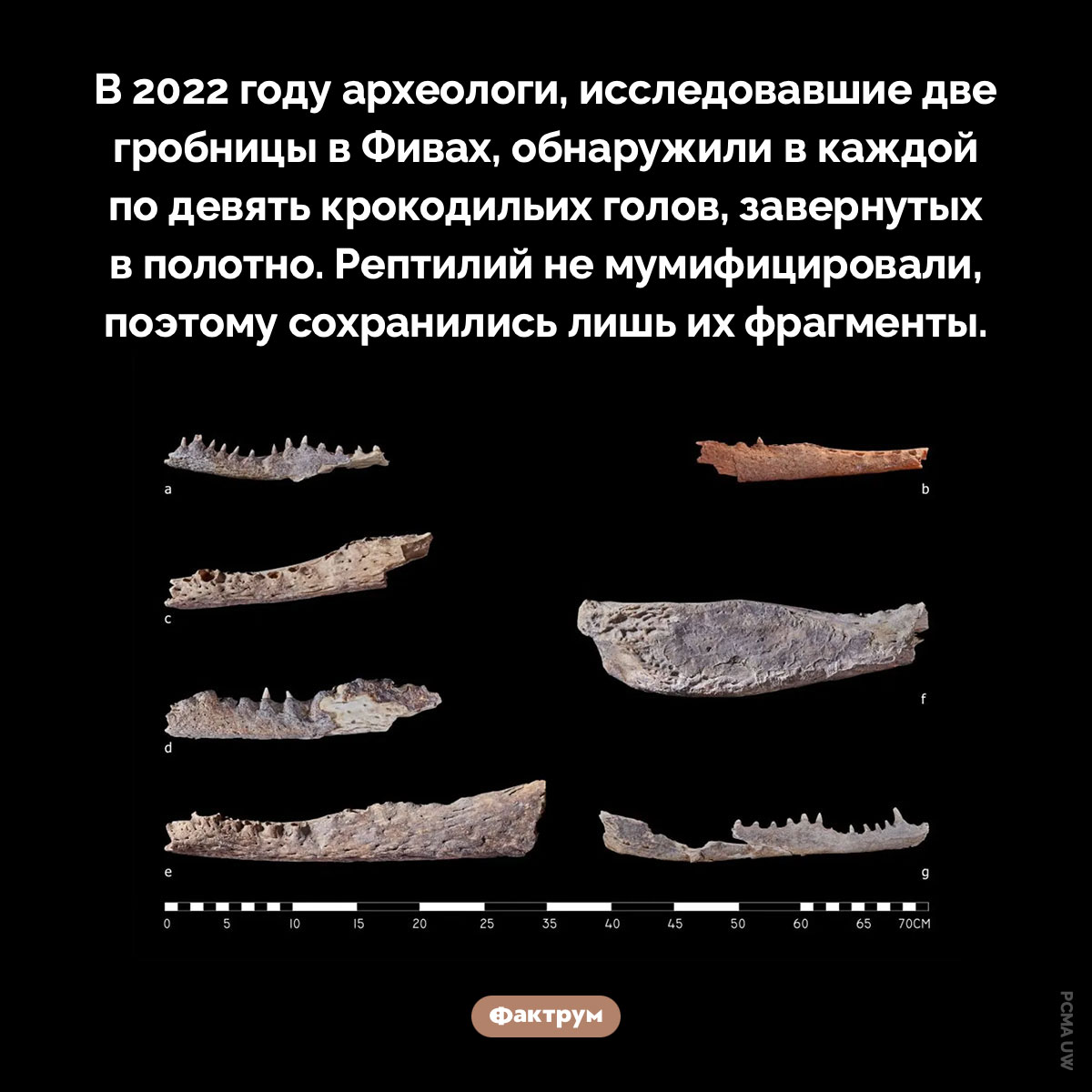 Крокодильи головы в гробницах - свежие новости на Toplenta по теме Наук