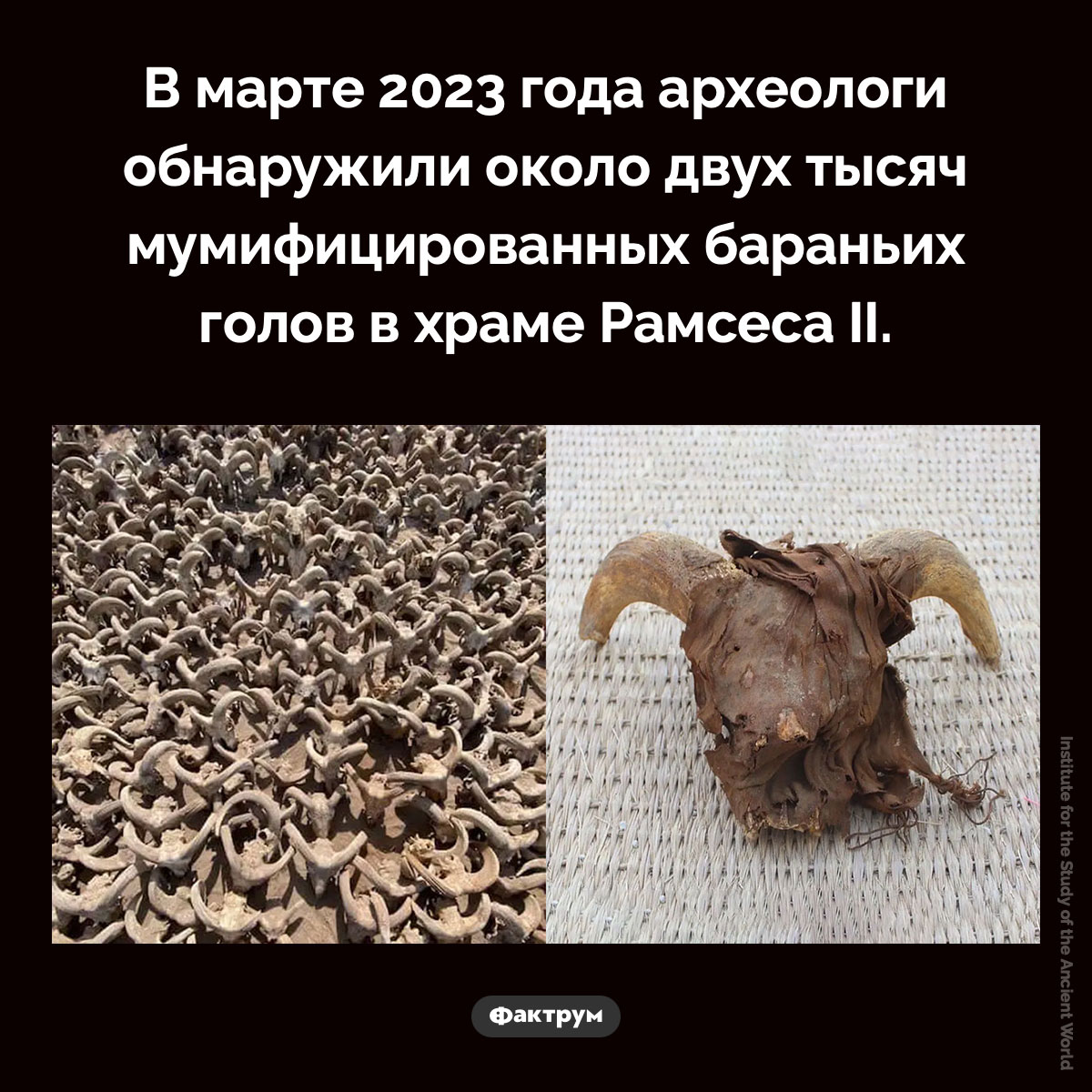 Бараньи головы в храме Рамсеса II - свежие новости на Toplenta по теме Наук