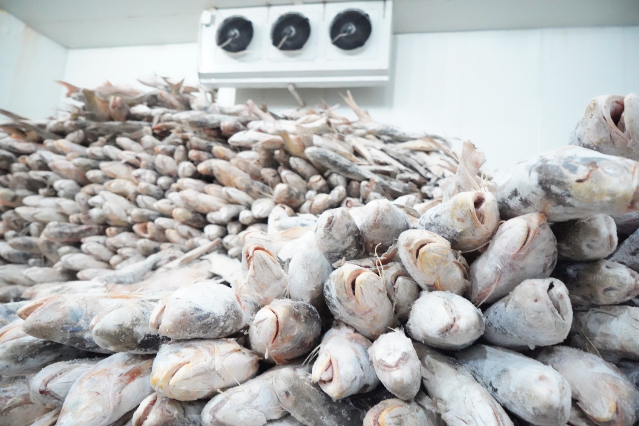 Можно ли есть сырую рыбу и как шоковая заморозка превращает её в безопасную: правила и исключения - свежие новости на Toplenta по теме Чел