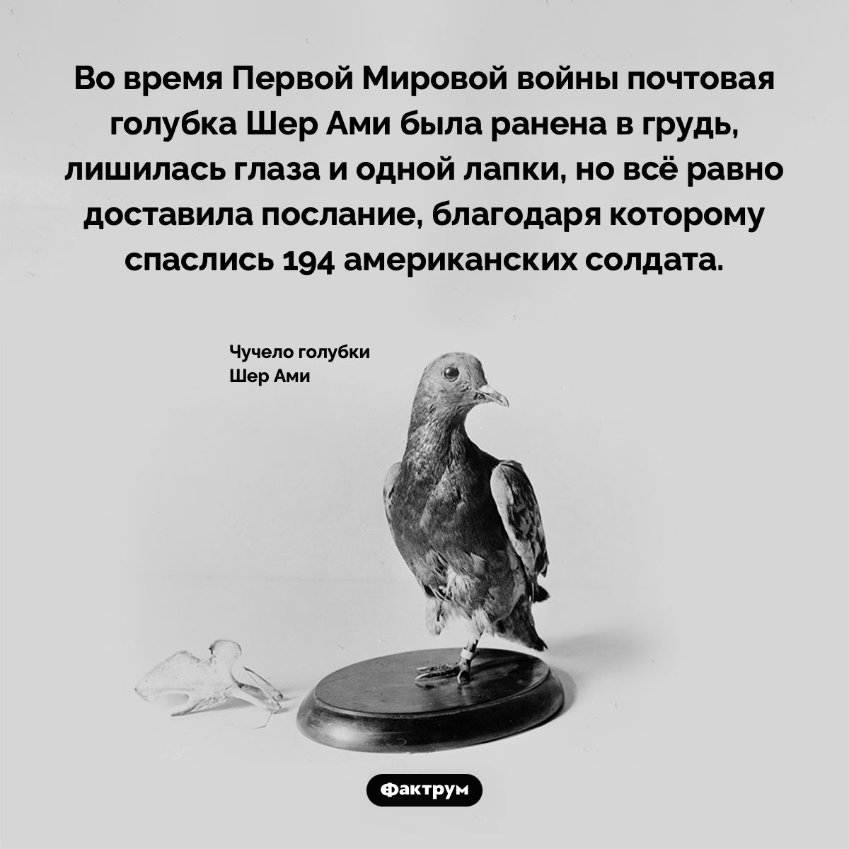 Шер Ами — голубка-герой - похожая новость на Toplenta