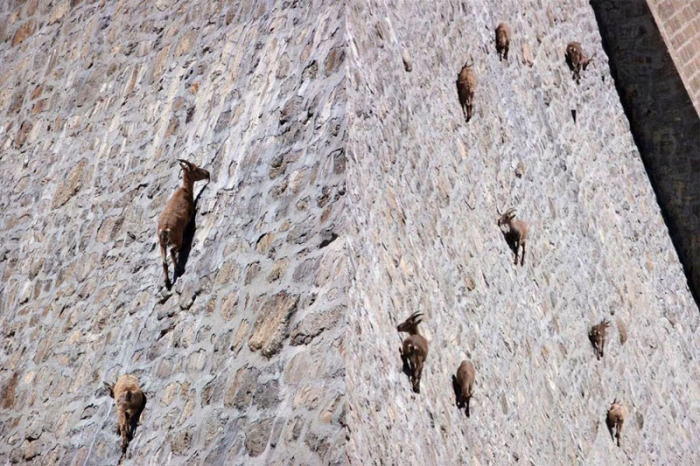 Почему козлики могут лазить по отвесным скалам и не падать - свежие новости на Toplenta по теме сны