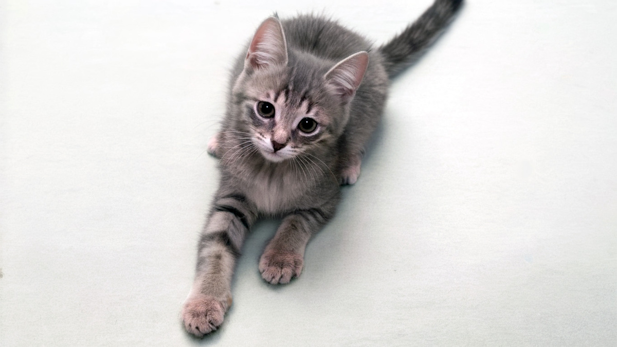 Подождать - свежие новости на Toplenta по теме да