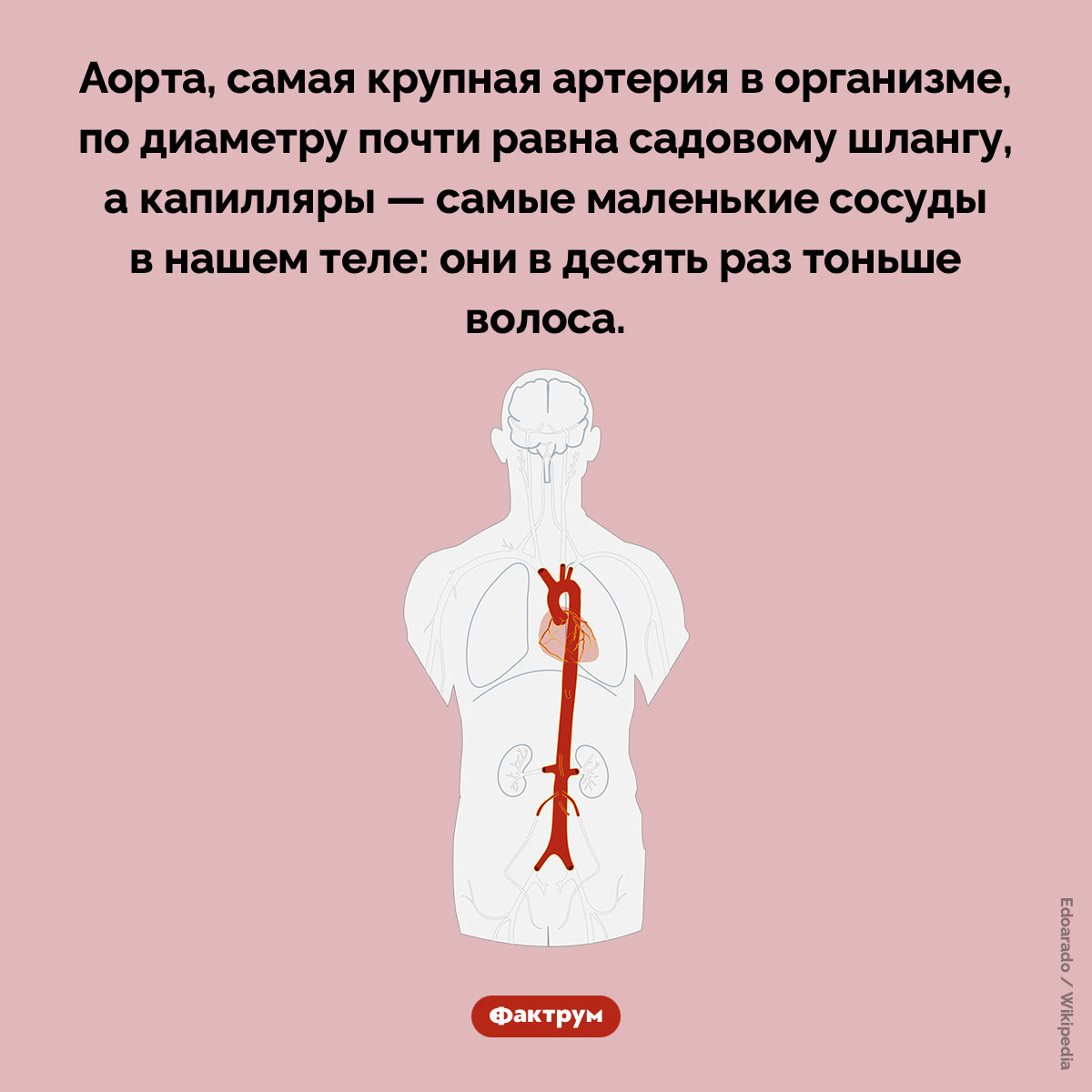 Аорта и капилляры - похожая новость на Toplenta