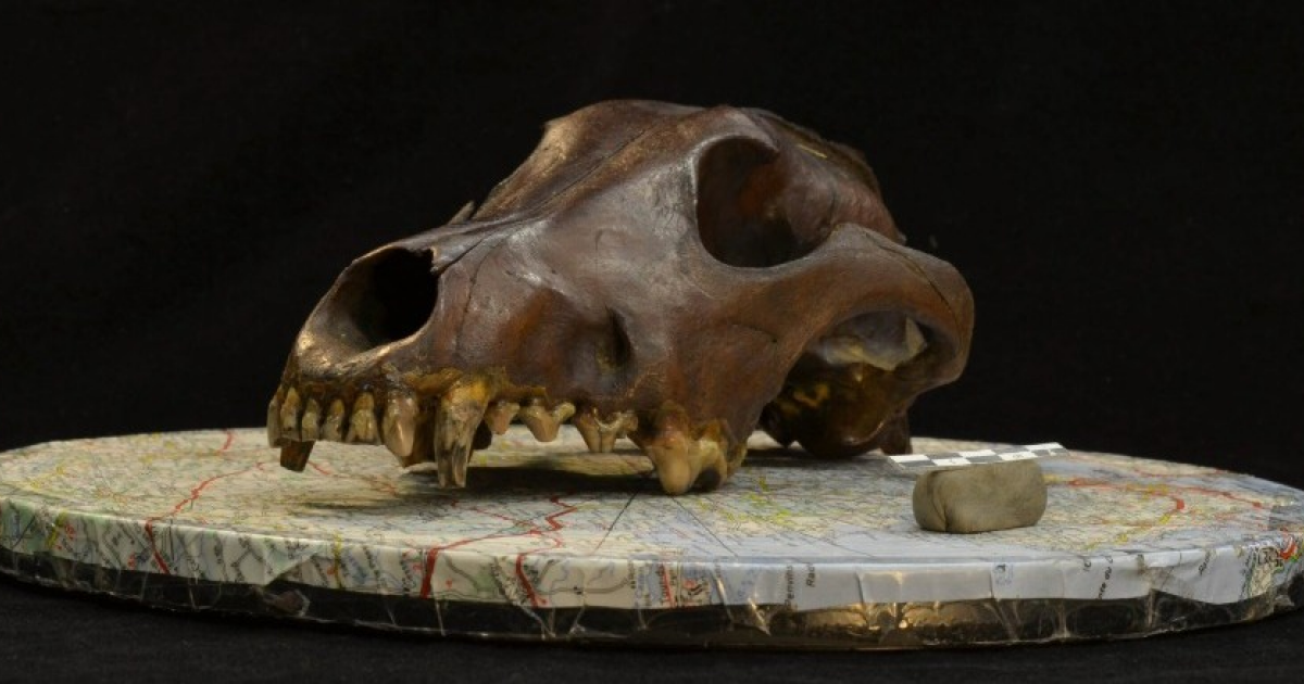 Древнейшим черепом с действительно собачьей морфологией назвали находку с севера России - свежие новости на Toplenta