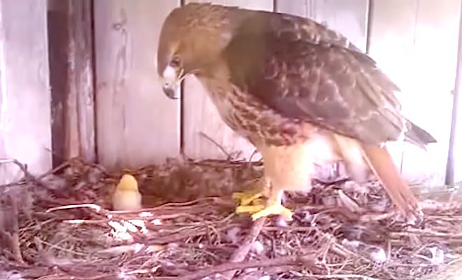 Фермер поменял местами яйца у орлов и куриц, и стал наблюдать, как они отреагируют, когда вылупится необычный птенец - свежие новости на Toplenta по теме общество