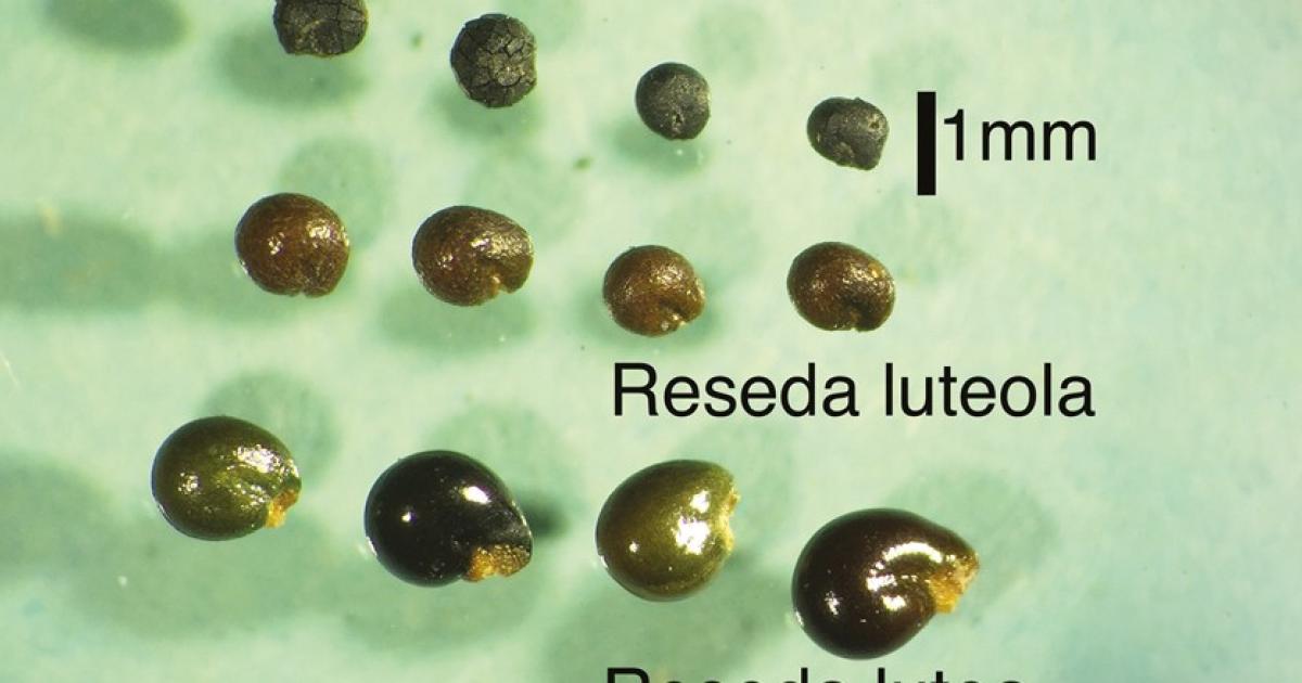 Людей позднего бронзового века заподозрили в использовании желтой растительной краски - похожая новость на Toplenta