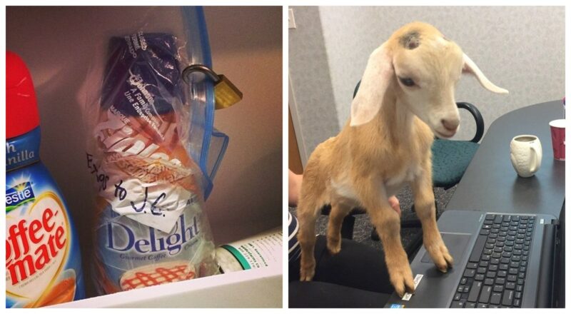 С ними не соскучишься! 22 фото от коллег, которые умеют удивлять - свежие новости на Toplenta по теме сотрудник