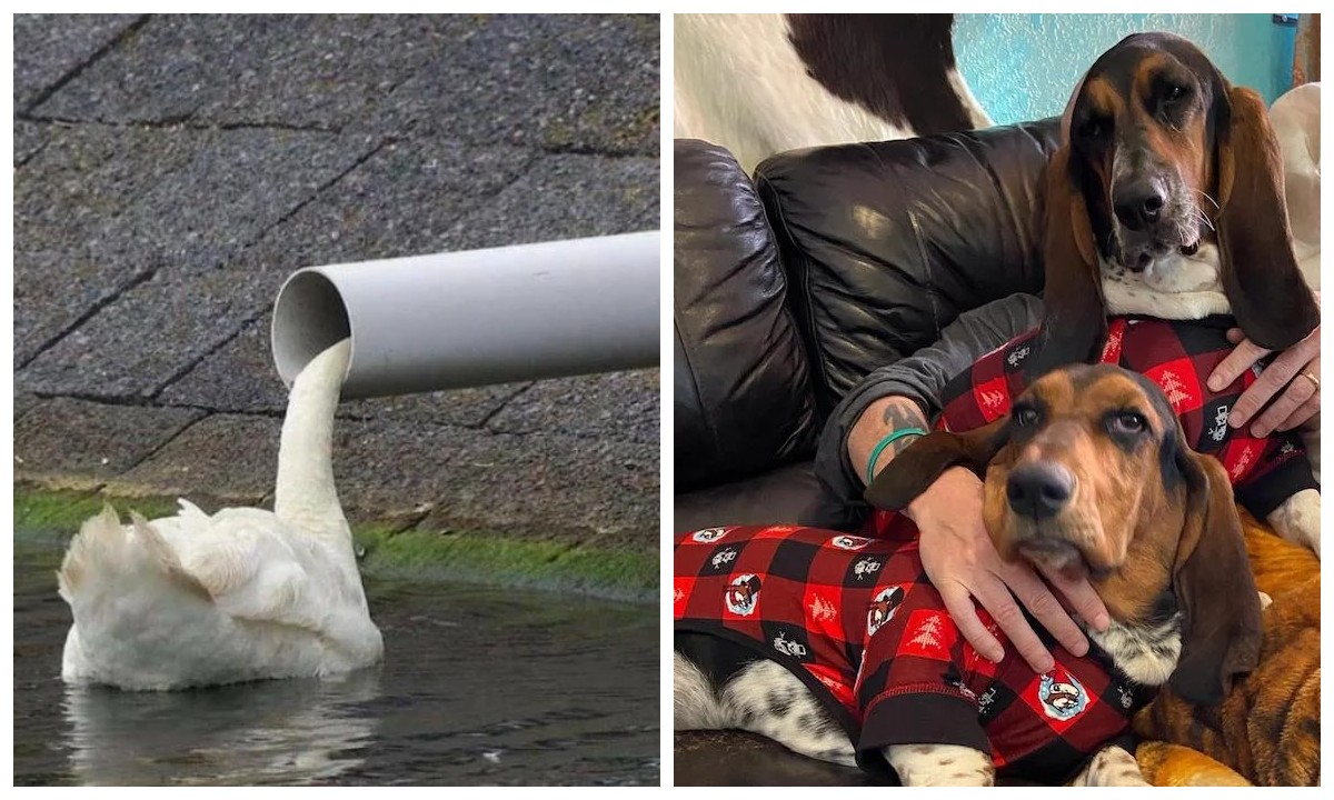 22 фото, на которые придется посмотреть под разными углами - свежие новости на Toplenta по теме По