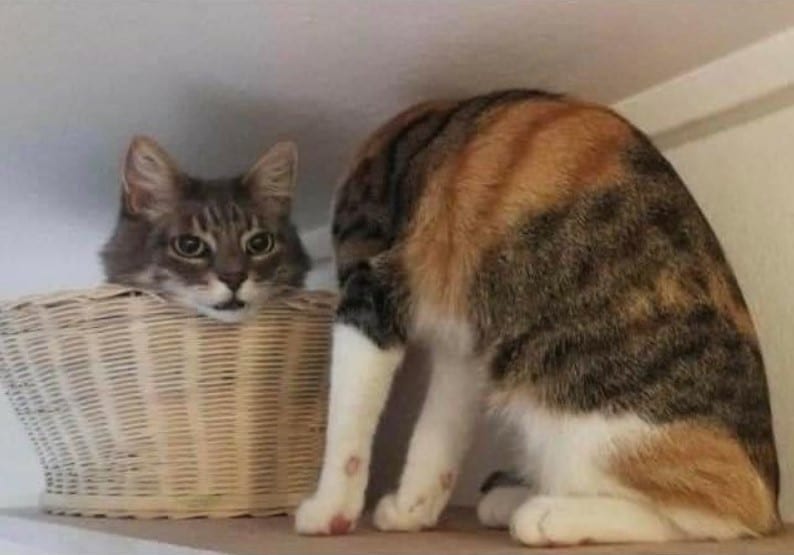 22 фото, на которые придется посмотреть дважды, чтобы понять, что происходит - свежие новости на Toplenta по теме По