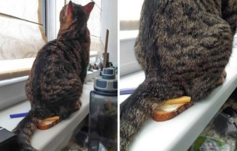 20 человек, у которых день проходит точно хуже, чем у вас - свежие новости на Toplenta по теме тв