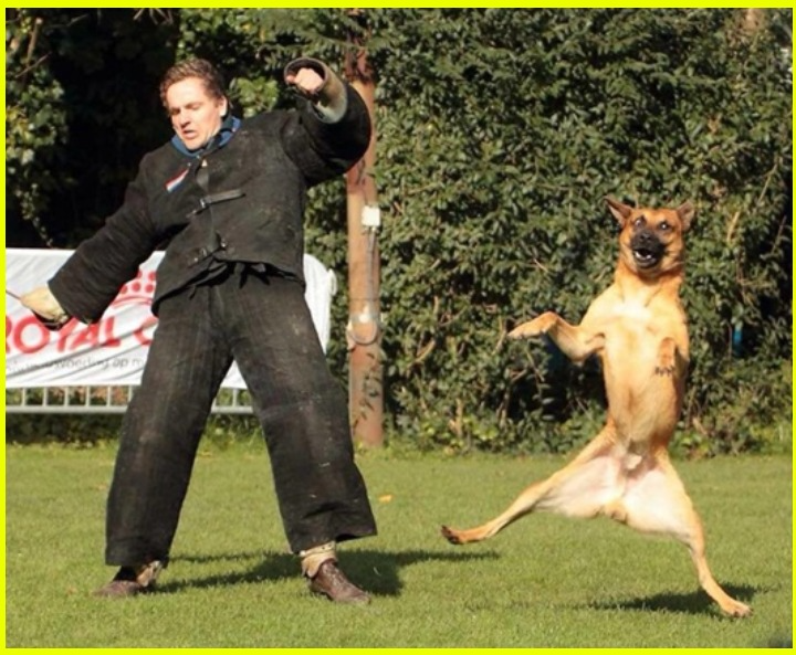 Кинологическое - свежие новости на Toplenta по теме Рассылки