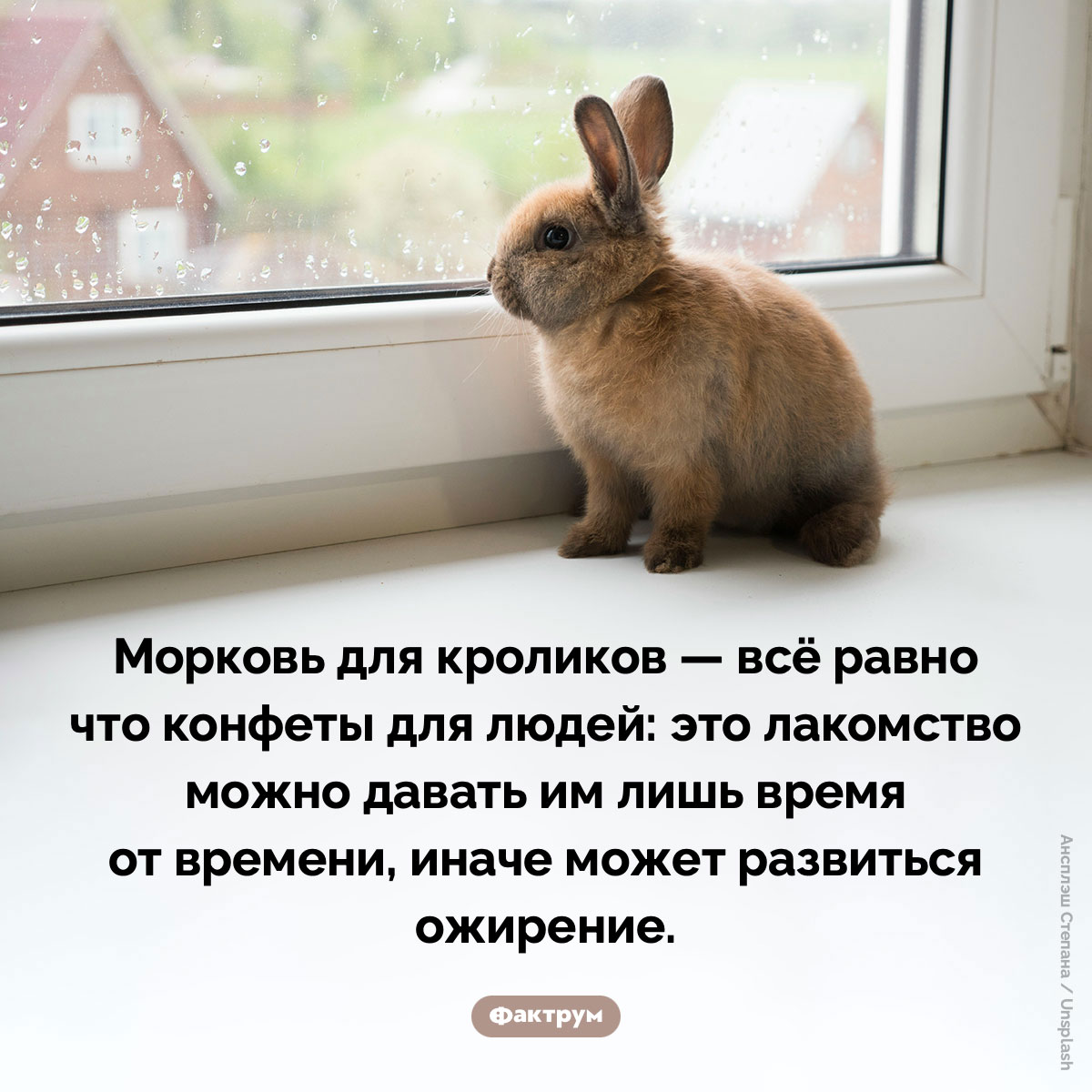 Можно ли давать морковь кроликам - свежие новости на Toplenta по теме Ролики