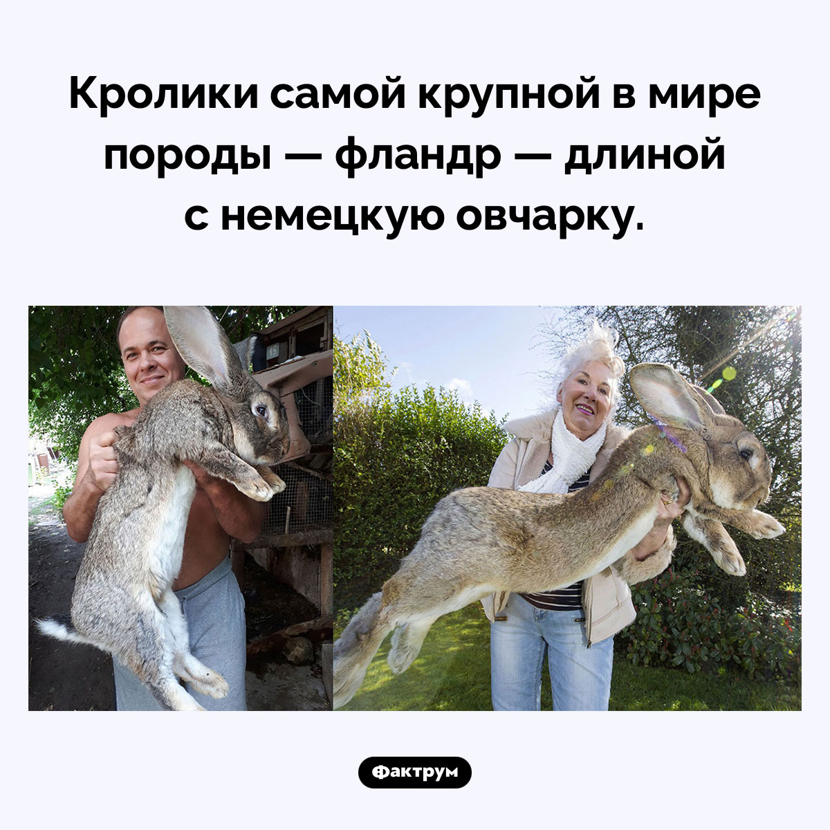 Какой длины самые крупные в мире кролики - свежие новости на Toplenta по теме 03.08.2025