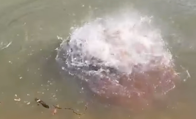 Вот почему в Амазонке нельзя купаться: мужчина кинул кинул огромный кусок мяса в воду и стал снимать видео - свежие новости на Toplenta по теме ул