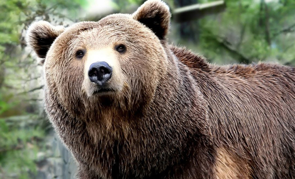 Студентка вышла из машины сделать селфи на дороге, но тут к ней присоединился медведь: видео - свежие новости на Toplenta по теме Машин