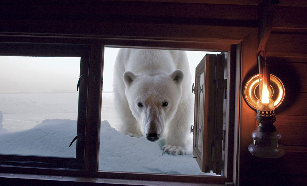 Белый медведь пришел к полярникам к столу и присоединился к ужину: видео - свежие новости на Toplenta по теме Видео