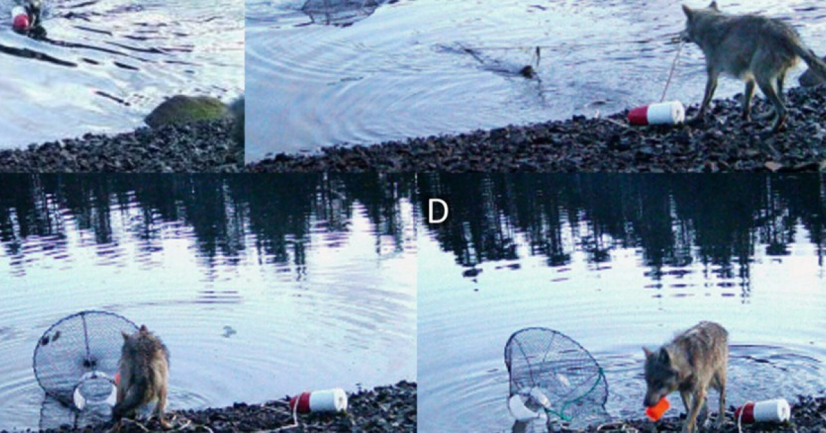 Волчица показала признаки орудийного поведения у берегов Канады - свежие новости на Toplenta по теме и