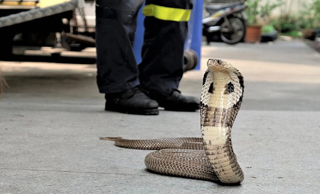 Тайский змеелов показал свои навыки на камеру. Кобру можно поймать бутылкой от воды - свежие новости на Toplenta по теме общество