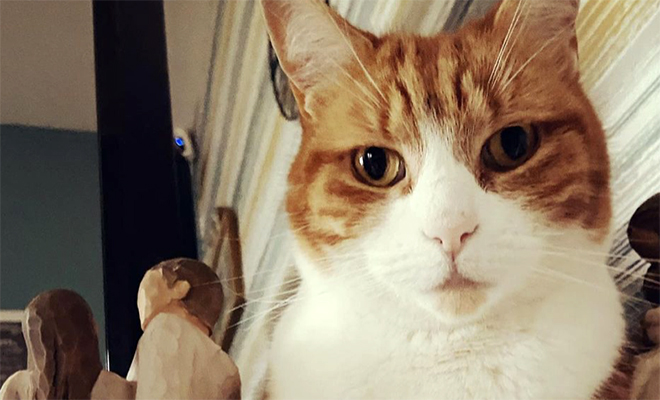 Кот научился разговаривать, и теперь каждый раз когда входит домой здоровается с людьми. Видео - свежие новости на Toplenta по теме Артур