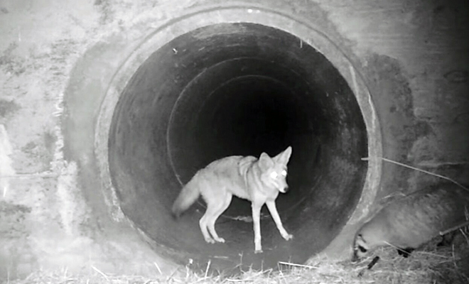 Барсук боялся перейти через оживленное шоссе, но нему на помощь пришел койот и показал безопасный путь. Видео - свежие новости на Toplenta по теме общество