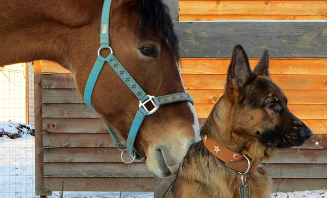 Овчарка выросла вместе с лошадью, а потом их разлучили на годы. Хозяин снял встречу на видео - свежие новости на Toplenta по теме общество