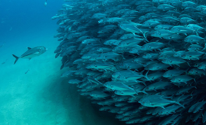 В аквариуме нашли рыбу, которая всегда плывет вопреки потоку других рыб. Видео - свежие новости на Toplenta по теме общество